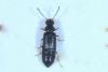 Coryphium angusticolle